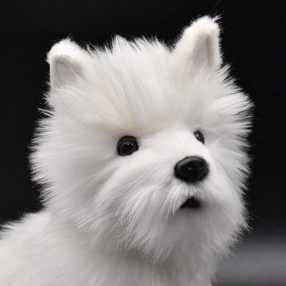 West Highland White Terrier - Szczeniak